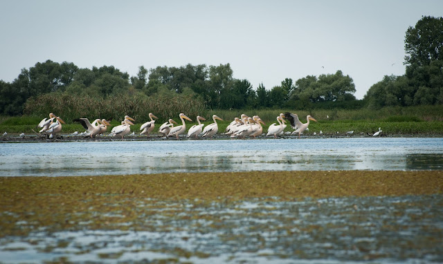 Lacul cu Cotete, Delta Dunarii