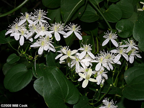 Autumn Sweet Clematis7