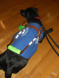 Photo of Duchess in a down-stay, she is wearing a coat/harness