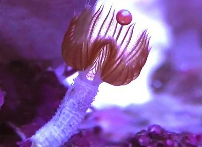 tube worm feather duster, tube worm aquarium, tube worm facts, tube worm anatomy, brittle star, tube worm reef tank, red tube worm, you tube worm