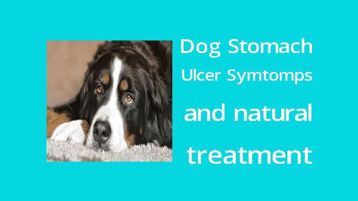 dog stomach ulcer symptoms and natural treatment