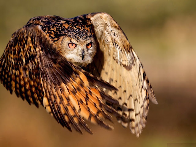 Horned-Owl-Ravening