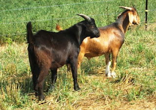 Two colored goats