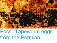 https://sciencythoughts.blogspot.com/2013/06/fossil-tapeworm-eggs-from-permian.html