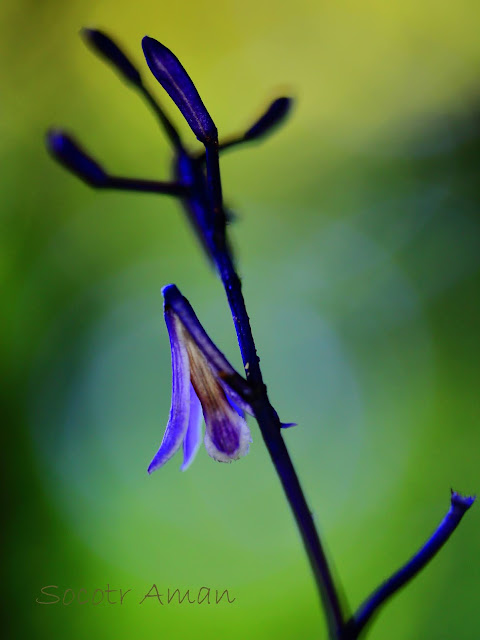 Lecanorchis japonica