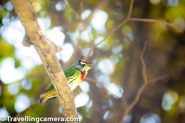 The word Barbet is comparatively new in my vocabulary. I came across it about two years back when I happened to spot a large colorful bird on the banks of the little stream that flows behind our house in Himachal. I managed to click a very bad picture of it, and somehow one of our much more learned friends was able to identify it despite the bad shot. The bird turned out to be the Great Barbet. And since then, somehow we keep coming across Barbets of different colors, shapes, and sizes. The best thing about Barbets is that you spend a large part of your life being unaware of their existence, but once you learn about them, you see them everywhere. And you see different varieties of them. And that is the reason why Barbets are our bird for the month of February. This is the time when your start getting a hint of the spring.You see new buds on plants, a hint of green where there was frozen ground. So in a way you are sensing the spring before really seeing it. Same goes for Barbets. You often hear them much before you actually see them. And if you are like us, you probably know the sound, but would not realize that it belongs to one of the most beautiful bird you are ever going to see. Barbets get their names from the bristles around their large beaks. Almost all barbets are bright and colorful and, therefore, are sometimes caged as pets. Barbets have heavy heads and plump bodies. However, the species is adaptable and resilient and at present none of the Asian species are threatened. One of the barbets that I have special love for is the Brown-headed Barbet. This bird is commonly found all over Delhi and you can often hear its call echoing during the day. The fact that a pair of brown-headed barbets lives on the peepal tree right behind our house makes them all the more special. Following is an audio I found on the Internet that records the Brown-headed Barbet's call. Does it sound familar? The other barbet that we saw is the Coppersmith Barbet. This tiny little colorful bird is widespread all across India, but we saw it in Ayuthhaya. Thailand. The Barbet is so called because its call is similar to the sound a coppersmith makes when striking a piece of metal with a hammer. At one glance, this bird looks like a woodpecker and it also behaves like one, pecking away on tree trunks. Click this to listen to the Coppersmith Barbet's call. The Coppersmith Barbet has a crimson patch on its forehead and another one on its throat, and that is why it is also known as the crimson-headed barbet. It has a yellow eye-patch and the rest of its body is green and yellow. Compared to the Great Barbet, the Coppersmith Barbet is really tiny. A little aside about barbets is that the tiniest of barbets are known as Tinkerbirds and are only found in Africa. The next Barbet we chanced upon was during one of our recent visits to Himachal Pradesh. We spotted a bright blue and green bird feasting upon the Lonku (Chayote) fruit growing on a vine my father-in-law had planted. As this barbet also had a crimson patch on its forehead, I first thought it was a Coppersmith Barbet. However, this bird was much bigger. Some search on the Internet revealed that it was the Blue-throated Barbet. Throughout our stay the only activity we saw this bird do was eating. And it made absolutely zero noise. Another observation was that this was a really restless bird and wouldn't stay at a single place for more than a few seconds. It would keep hopping to higher branches till it got out of the range of our basic camera and then relax. It would keep sitting there for hours, out in full view, keeping absolutely still. But yes, just out of the range of our camera. Though the Blue-throated Barbets behind our home did not delight us with their calls, we know from our observations of Barbets that these aren't by nature quiet creatures. So I searched the internet again and got this video from youtube. You will notice that all Barbets sound different but their repeated calls have the same pattern. 