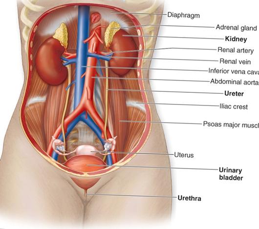 INTISARI MATERI BIOLOGI SISTEM EKSKRESI