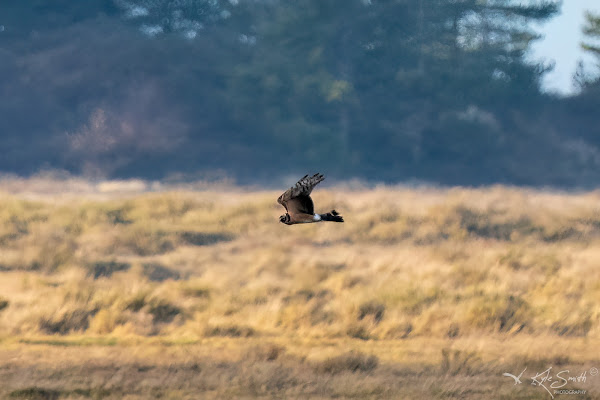 Pallid harrier