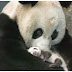 卡哇依熊貓母子