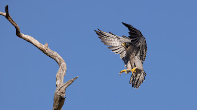 Fakta Menarik Burung Elang Peregrine: Predator Tercepat di Udara