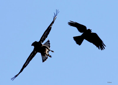 Long-legged Buzzard -   Mobbed by Large-billed Crow    