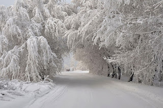 деревья в снегу