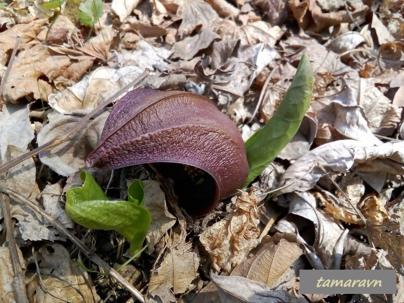 Связноплодник почколистный (Symplocarpus renifolius)