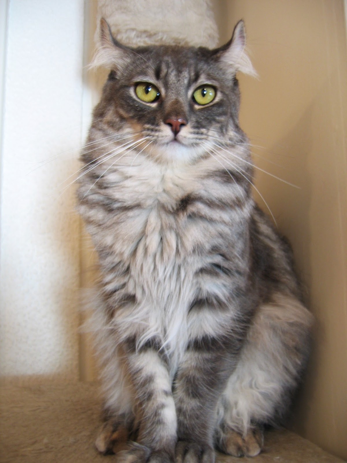 American Curl Cats Pets Cute And Docile