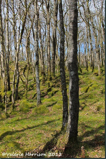 17-trees