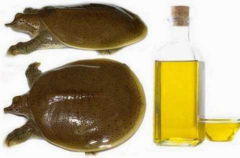 Minyak bulus merupakan minyak yang didapat dari binatang bulus atau sejenis dengan kura 3 Manfaat Menakjubkan Minyak Bulus Bagi Kulit