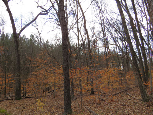 orange oak leaves in understory