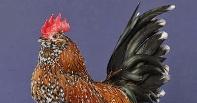 Ternakku ayam  ayam  cantik