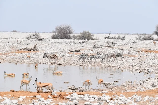Etosha: Top Tourist Attractions in Namibia