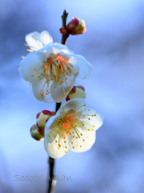 Prunus mume