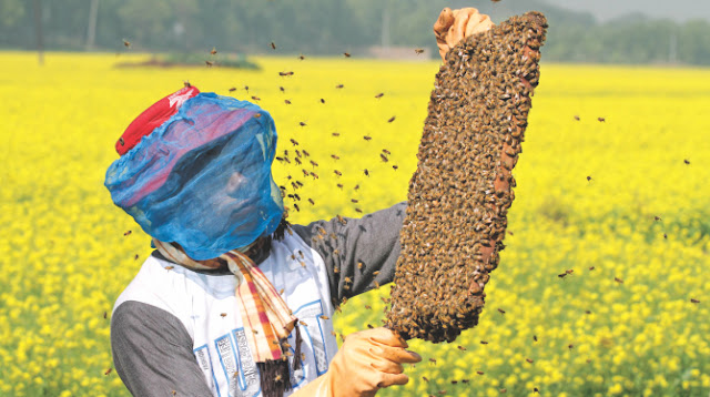 Apicultura en campo de colza en Blangladesh.