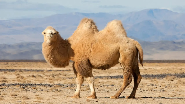 Wild Bactrian Camel