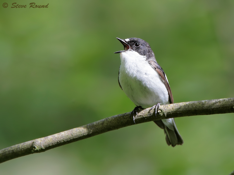 Pied Flycatcher, Ficedula hypoleuca