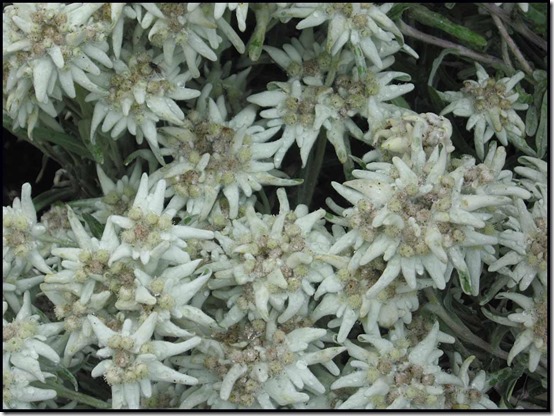 2811-Ginzling-Edelweiss-Leontopodium-alpinum