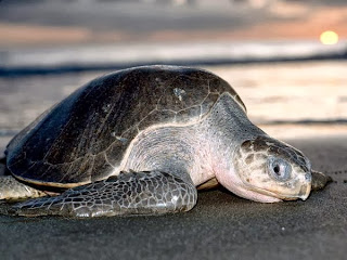 Olive Ridley Sea Turtle