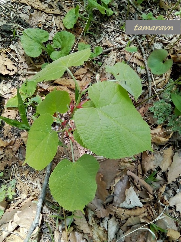 Липа маньчжурская (Tilia mandshurica)