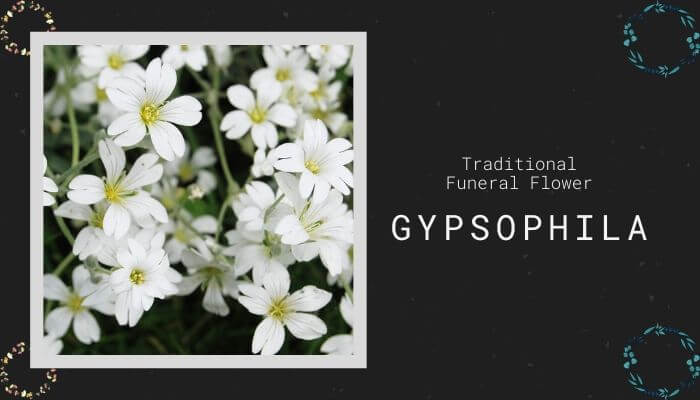 Gypsophila