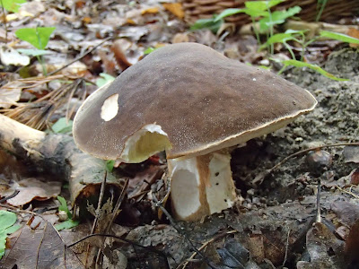 Boletus aereus borowik ciemnobrązowy