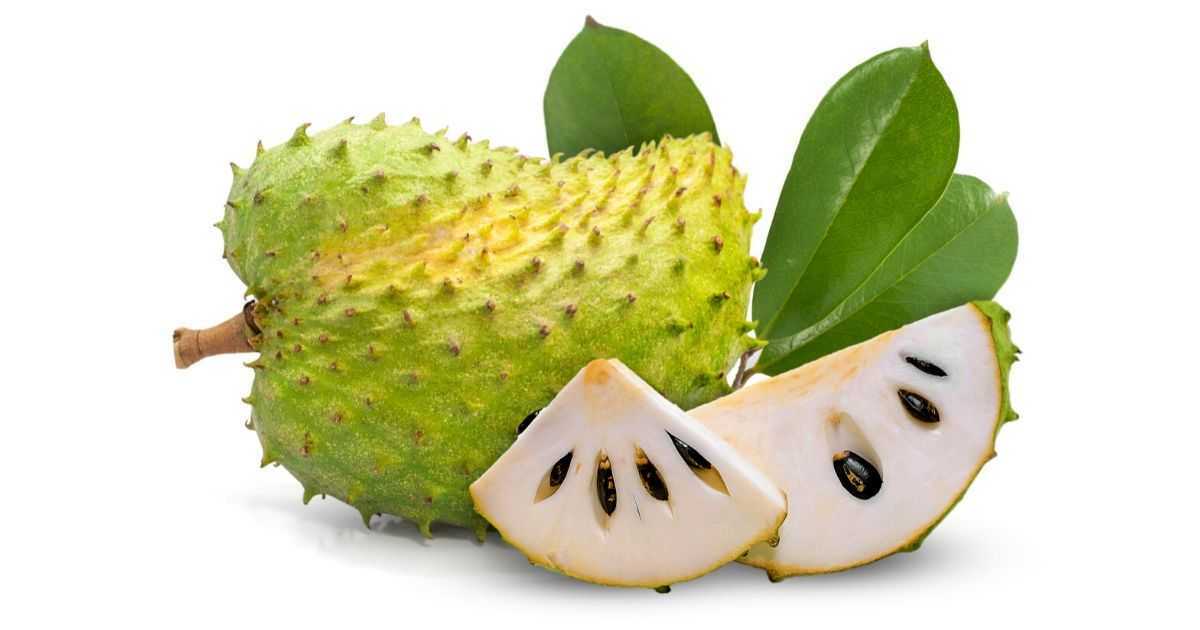 Khasiat daun durian belanda