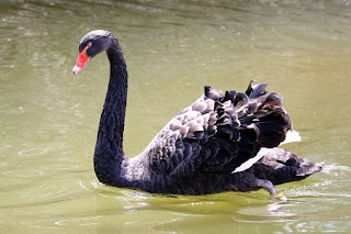 Black Swan