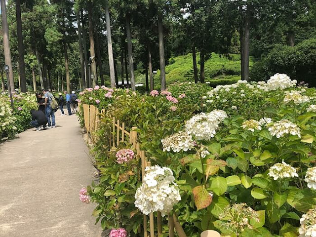 三室戸寺 あじさい園