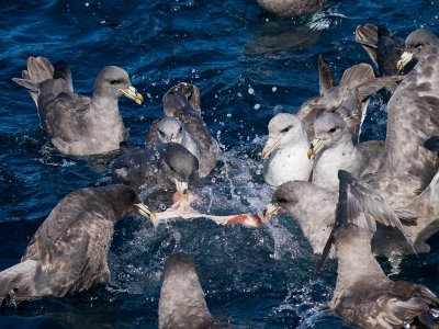 Oregon sea bird: Northern Fulmar