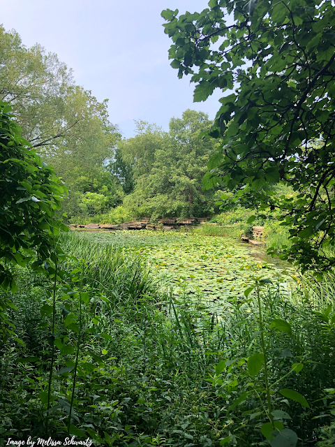 Peeking at the lily pool through the trees at Alfred Caldwell Lily Pool in Chicago.