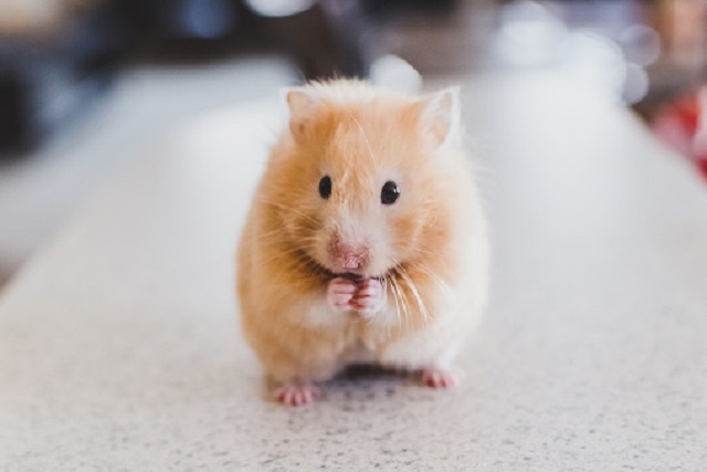 hamster lagi makan kismis kering