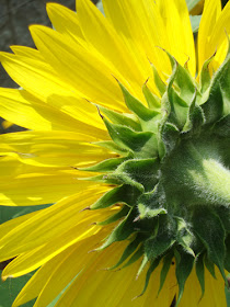 Sunflowers in Georgia