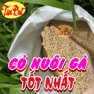 Tổng hợp các giống cỏ nuôi gà tốt nhất, đạt hiệu quả tốt nhất