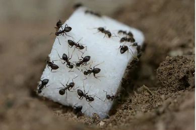 why ants are attracted to sugar, why ants like sugar, what foods attract ants, why ants like sweet, reasons behind, ants, sugar, sweets, food,