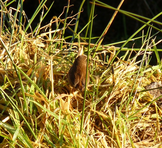 wren