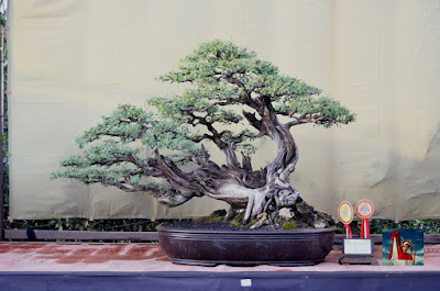 Bonsai Pohon Klampis