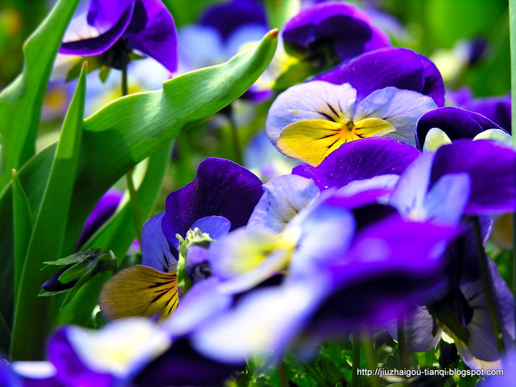 兰花-花:lanhua-09020112235923