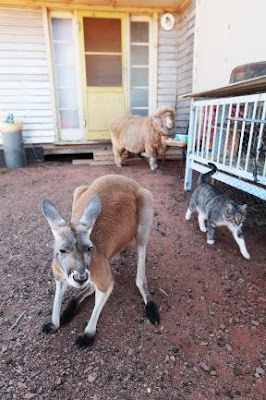 Pet Kangaroo Seen On www.coolpicturegallery.us