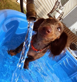 Cute dogs - part 11 (50 pics), dog ready to swim