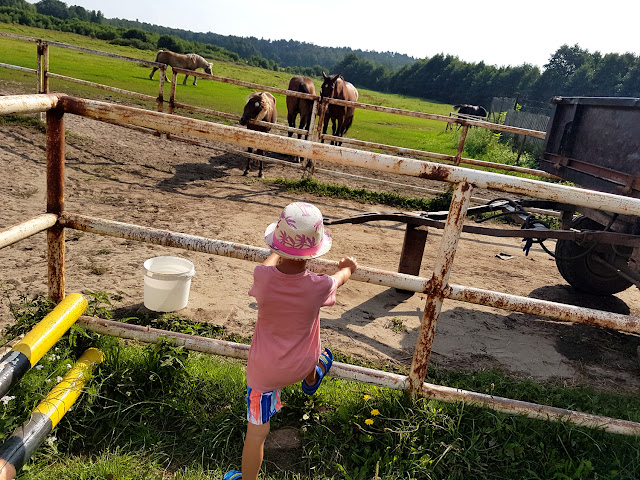 Dolina Charlotty - Strzelinko - Mini ZOO - Ogród Bajek Dolina Charlotty - ZOO Charlotta - Fokarium Dolina Charlotty - podróże z dzieckiem - wakacje z dzieckiem - ostoja żubra - ZOO w Słupsku 