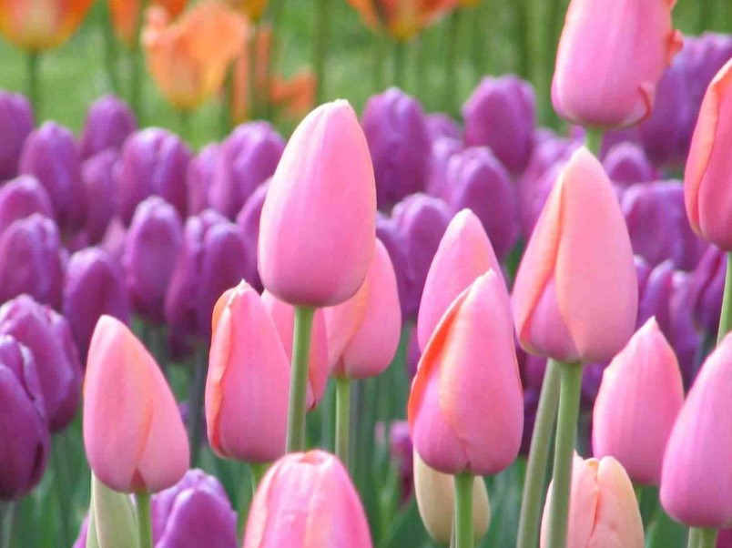 6 Gambar Bunga Tulip Warna Berbeda | Gambar Animasi GIF ...