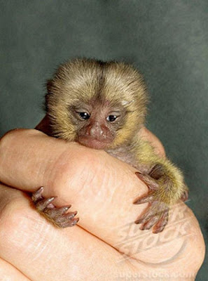 Smallest Monkey