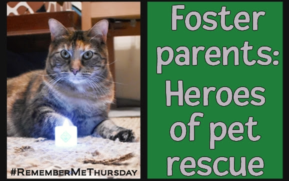 Foster parents: the heroes of pet rescue #RememberMeThursday